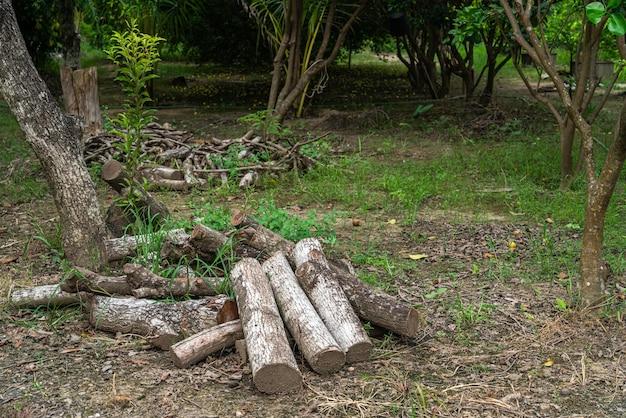 Where is energy stored in plants? 