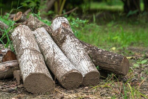 Where is energy stored in plants? 