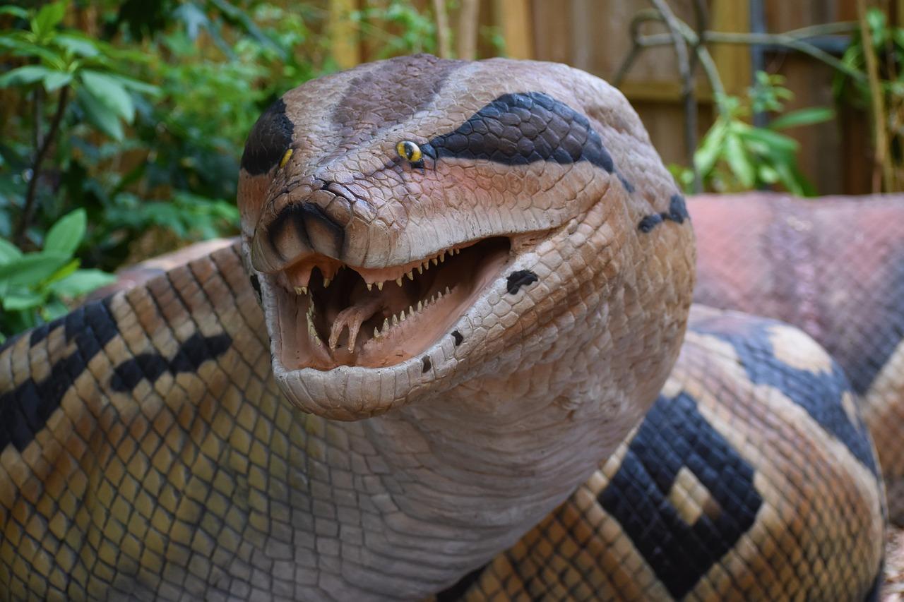 Which animal can kill anaconda? 