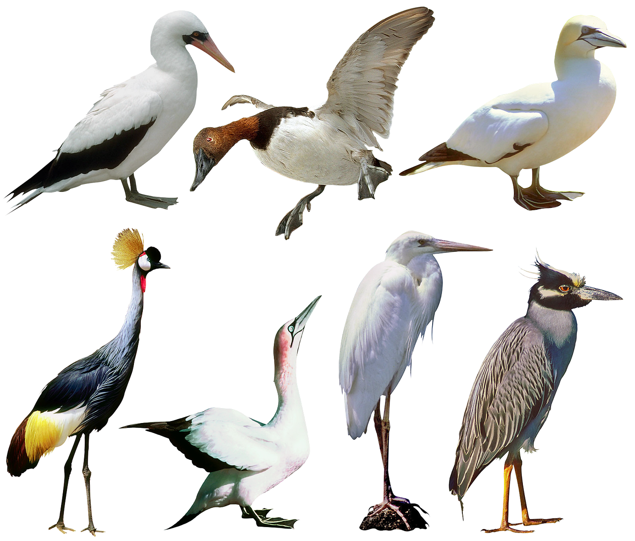 Which animals that have wings? 