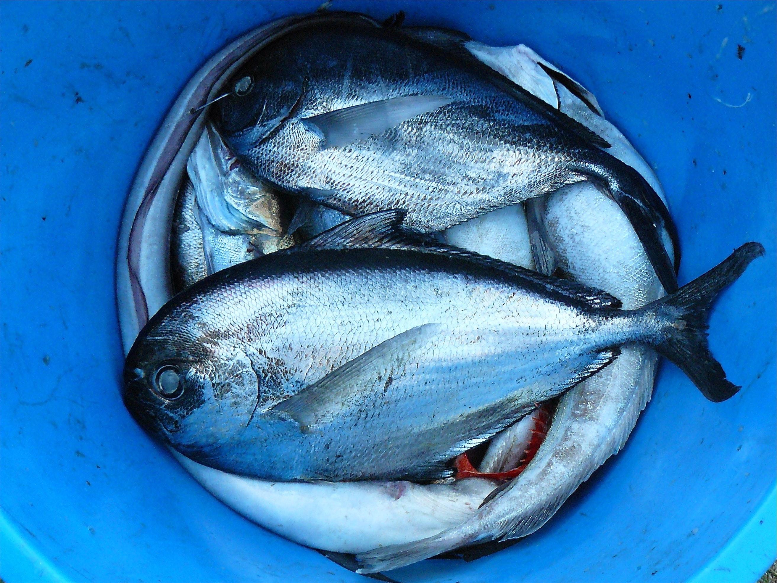 Which fish is halal in Islam? 