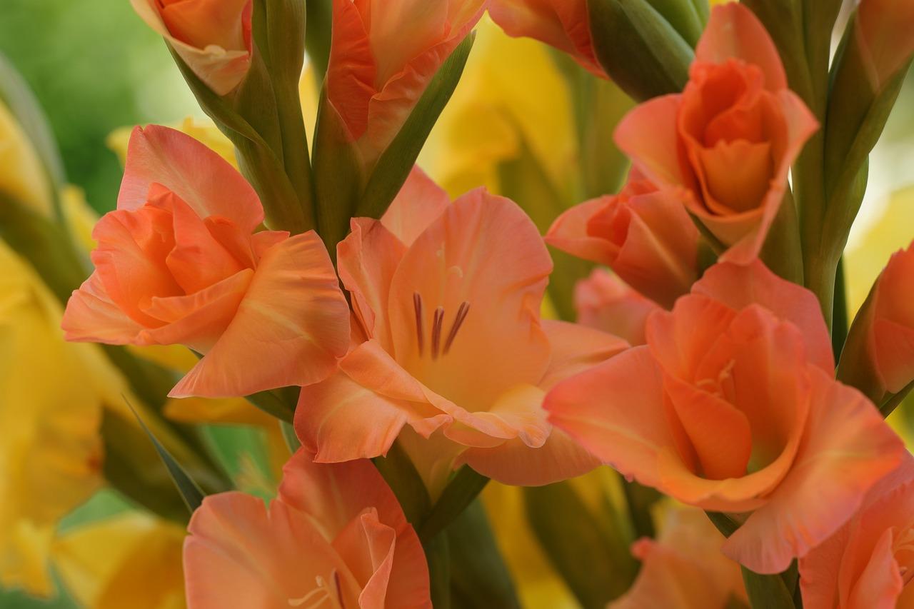 Which part of the flower protects the flower until it blooms? 