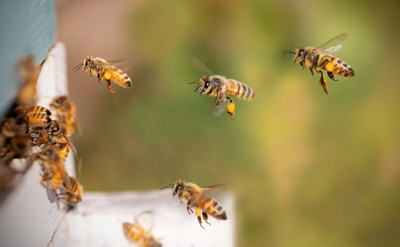 Which state in India is the largest producer of honey? 