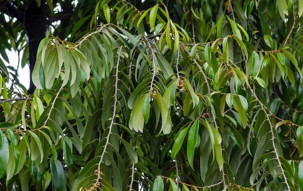 Which type of forest is Ebony? 
