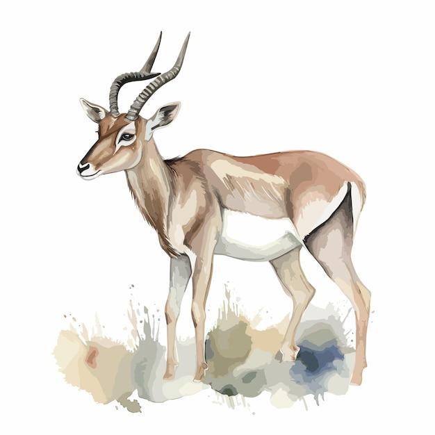 Who advertised the gazelle? 