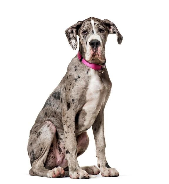Who manufactures Great Dane Trailers? 