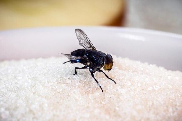 Why are flies attracted to sweet things? 