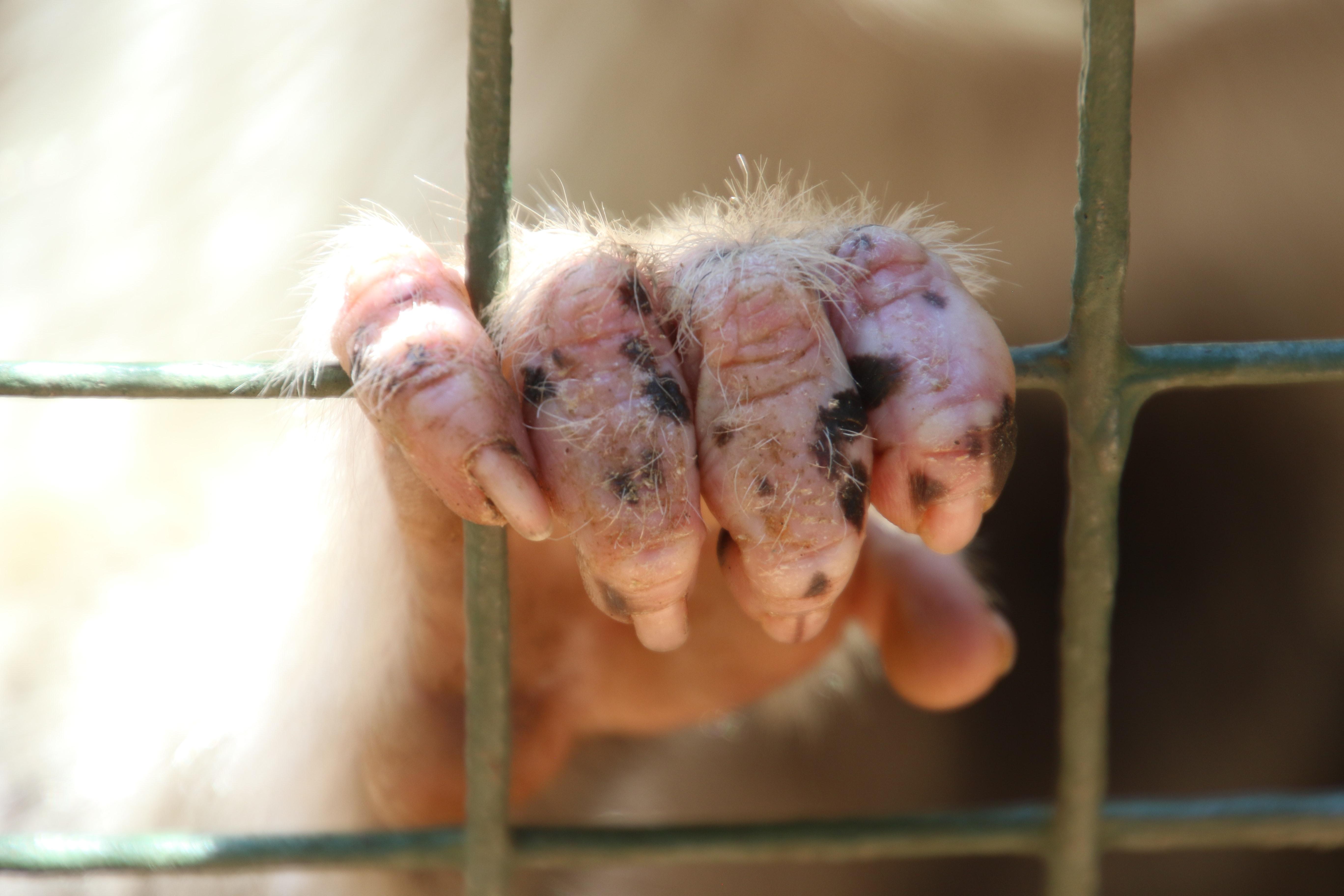 Why should we be kind to animals essay? 