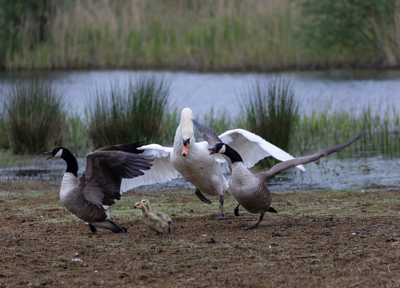 Why do Canadian geese fight each other? 