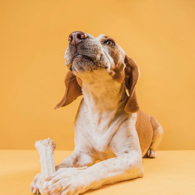 Why do dogs push you away with their paws when you pet them? 