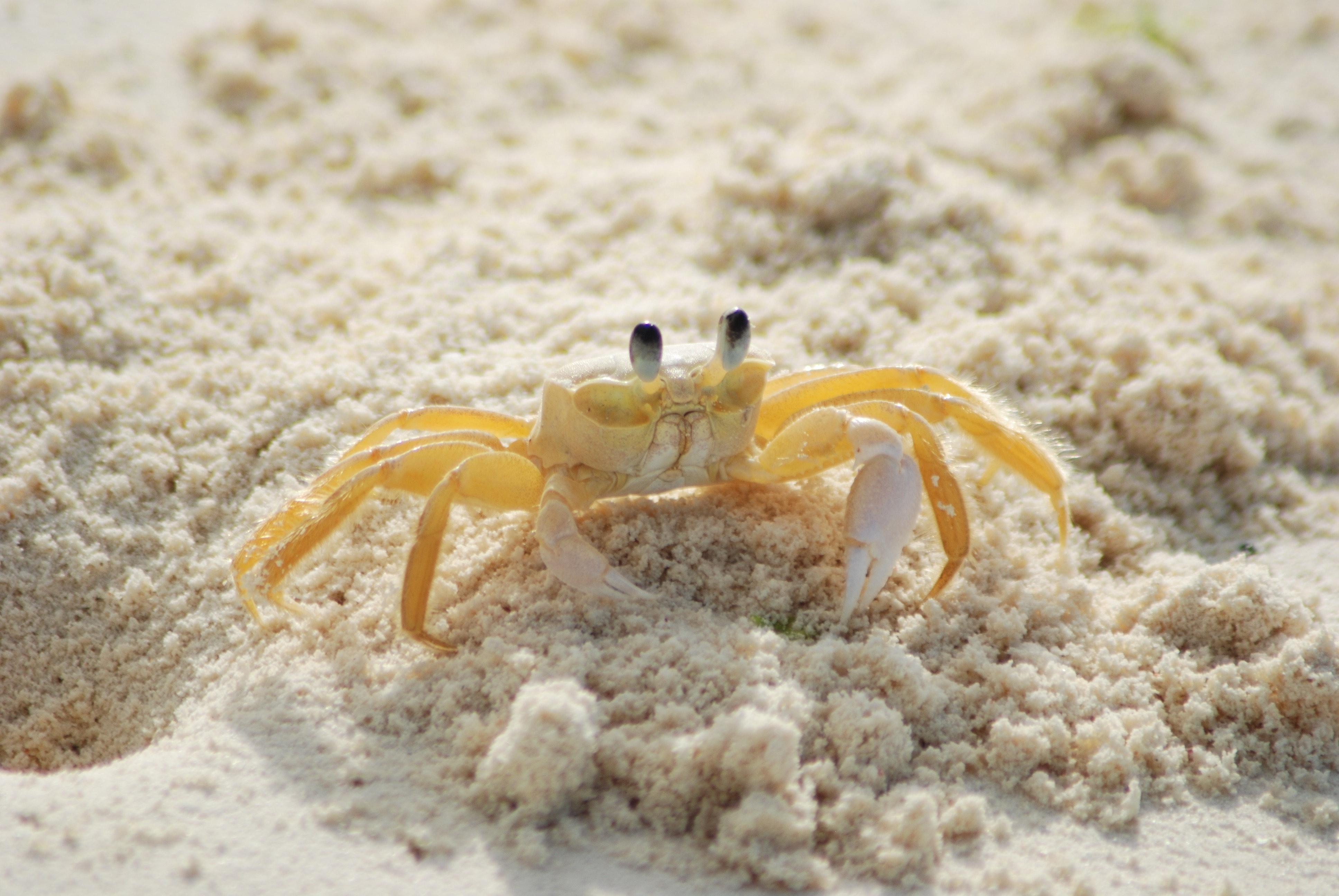 Why do ghost crabs come out at night? 