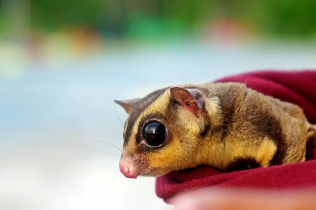 Why do sugar gliders eat their babies? 