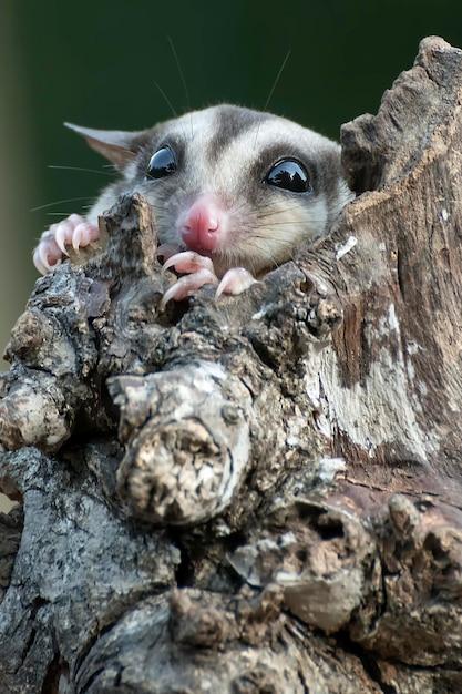 Why do sugar gliders eat their babies? 