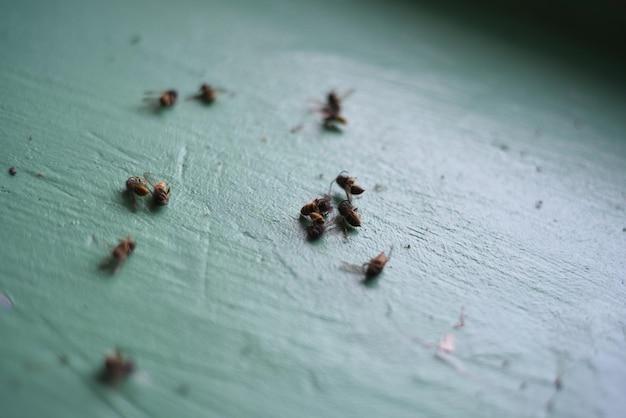 Why does Dawn soap kill wasps? 