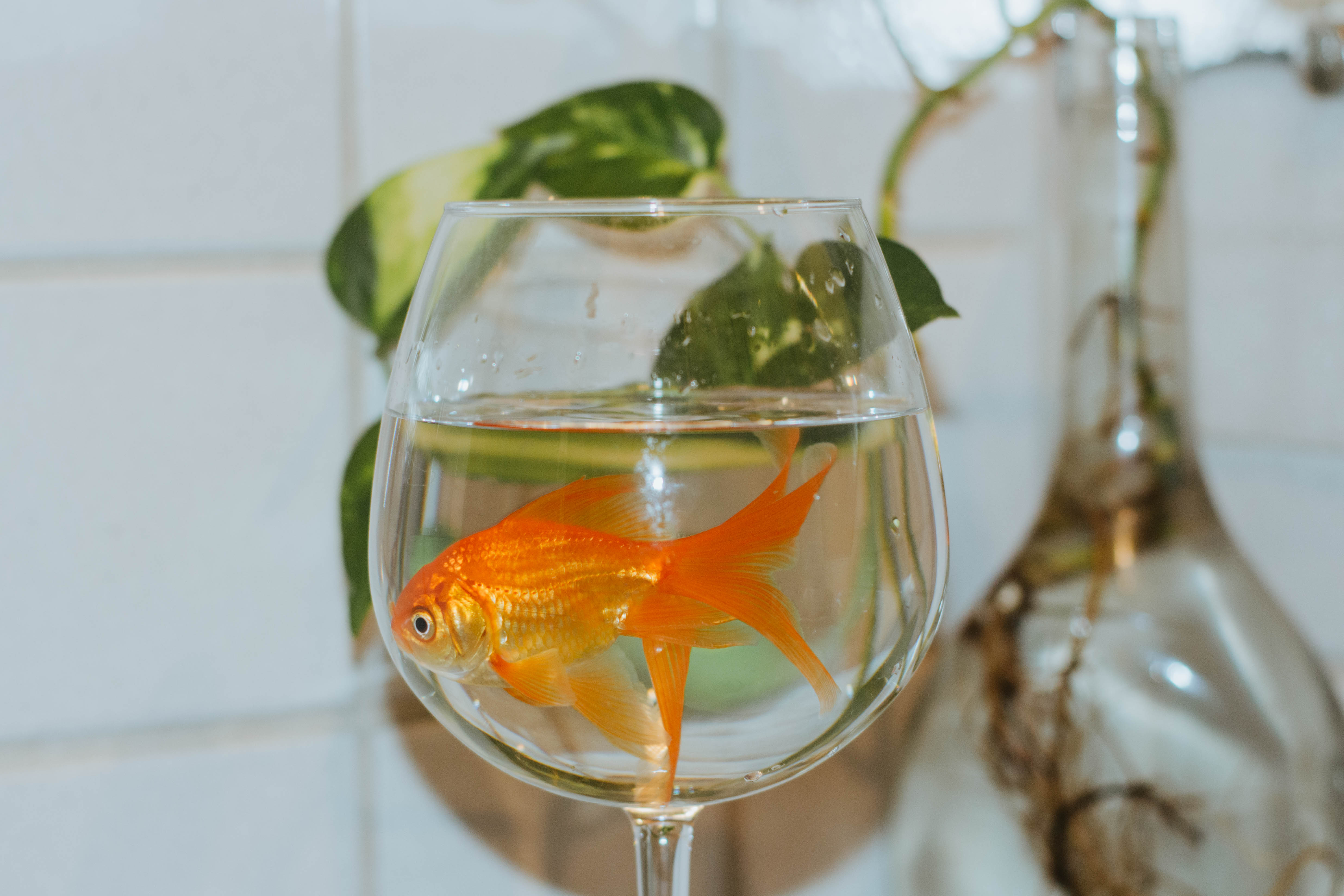 Why does my glassware smell like fish? 