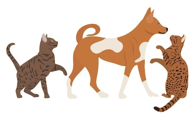 Why does my male cat keep attacking my female? 