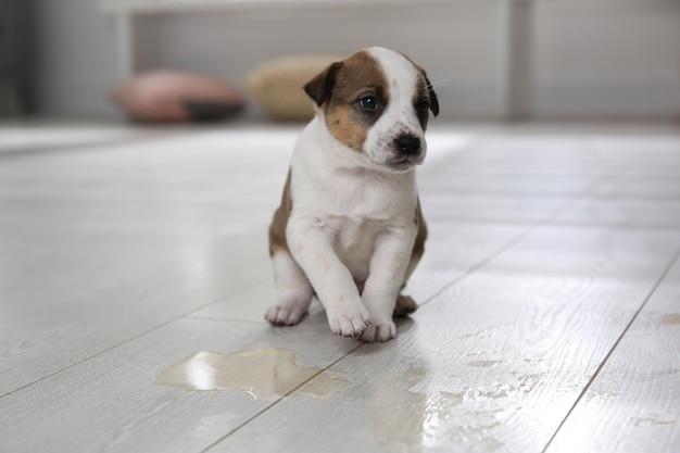Why does my nursing dog have diarrhea? 