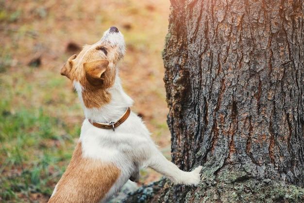 Why hunting animals for fun is wrong? 