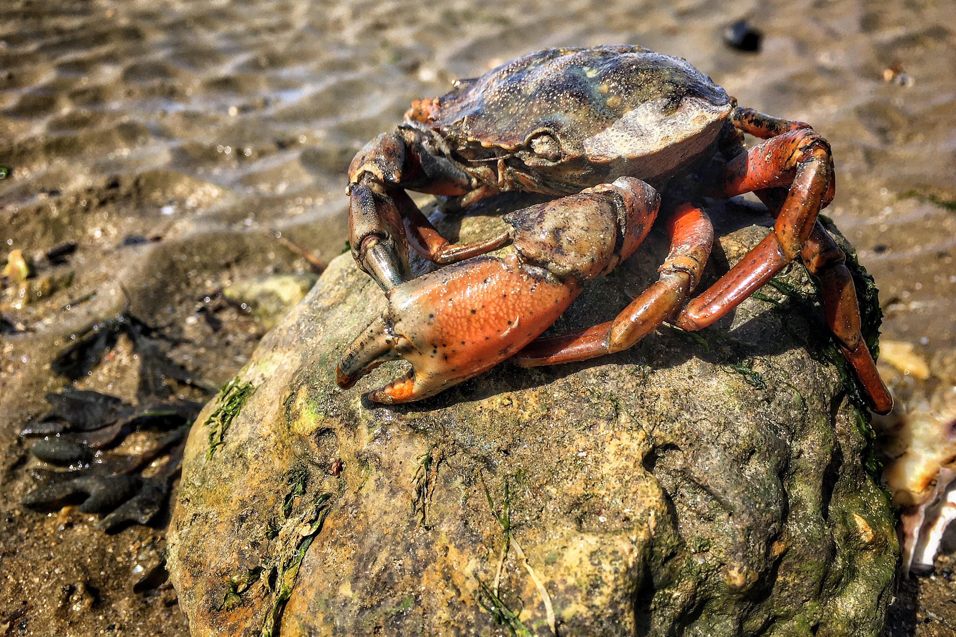 Why is crab not halal? 
