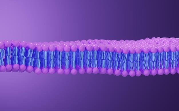 Why membrane lipids are amphipathic in nature? 