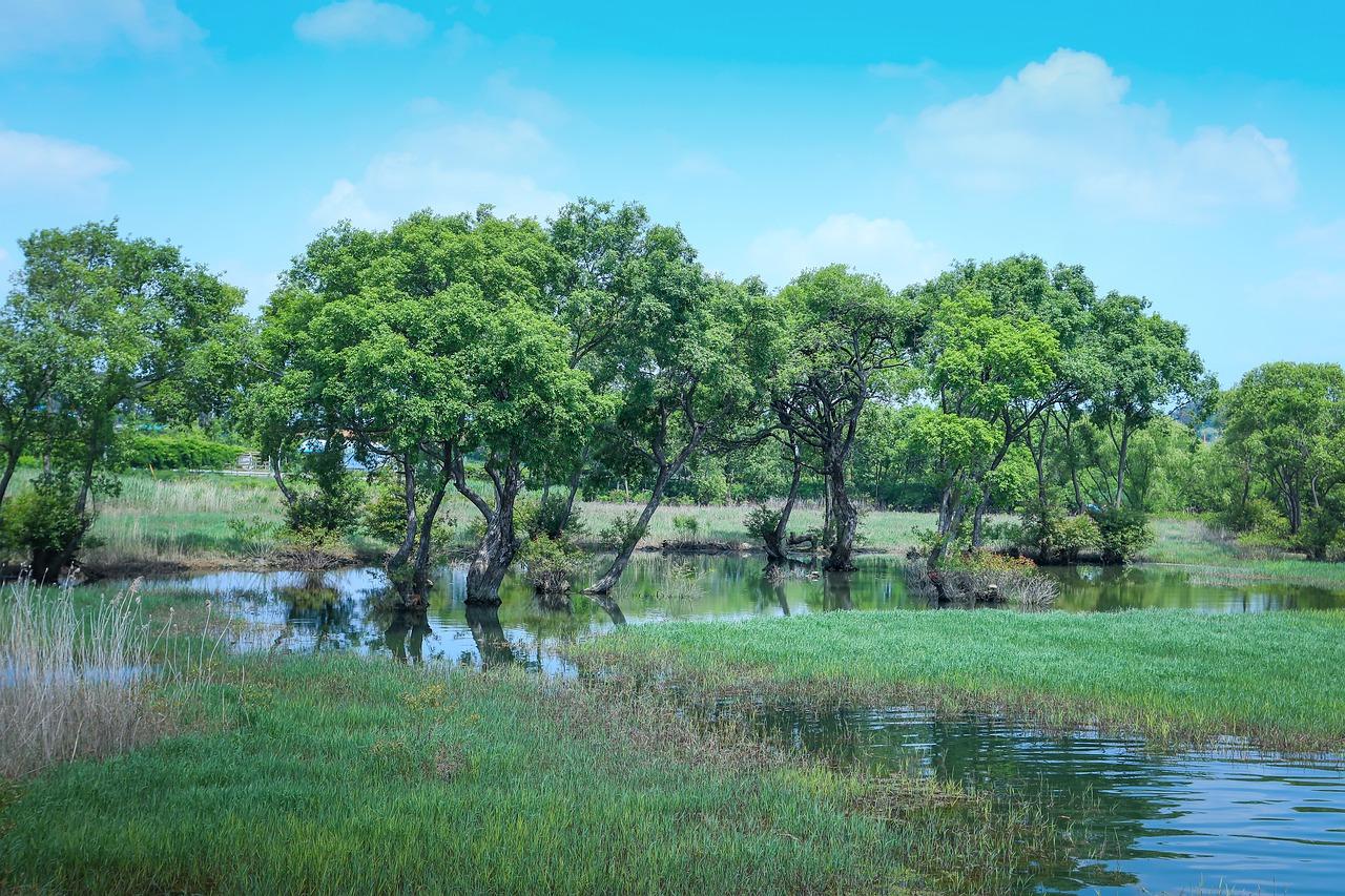 How would you describe a swamp in a story? 