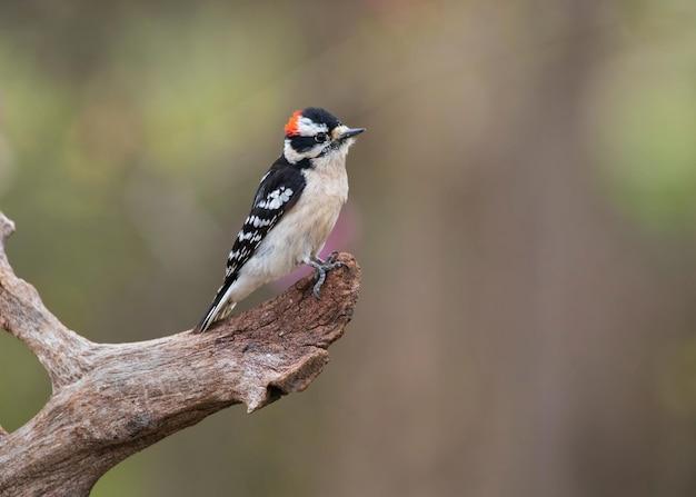 Why a tropical forest has a much greater diversity of species than a forest in the northern United States? 