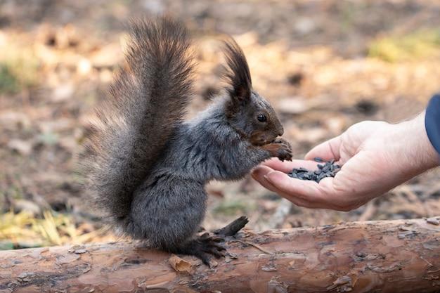 Why should we respect animals? 