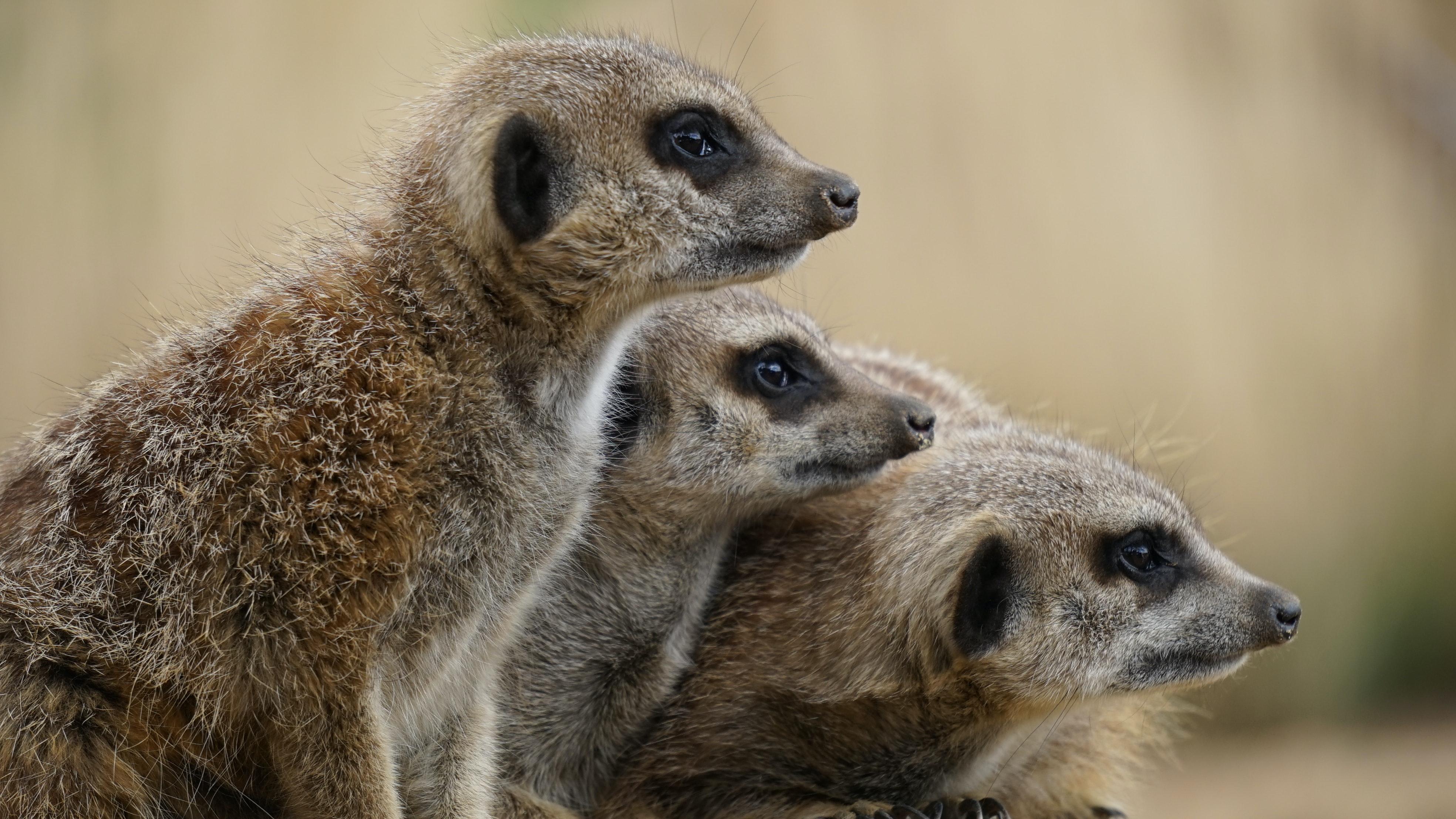 Why should we respect animals? 