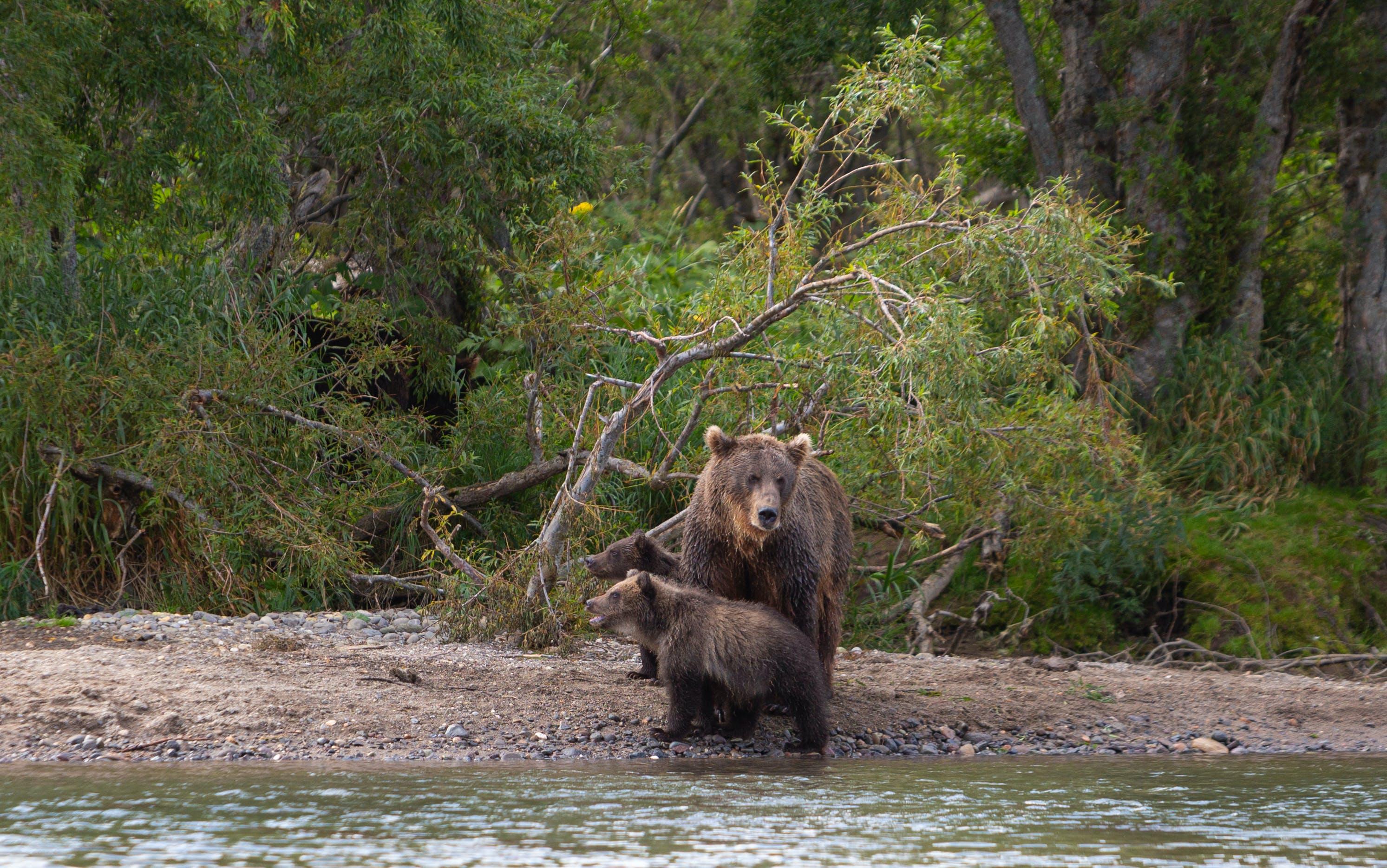 Will a grizzly bear kill a moose? 