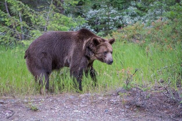 Will a grizzly bear kill a moose? 
