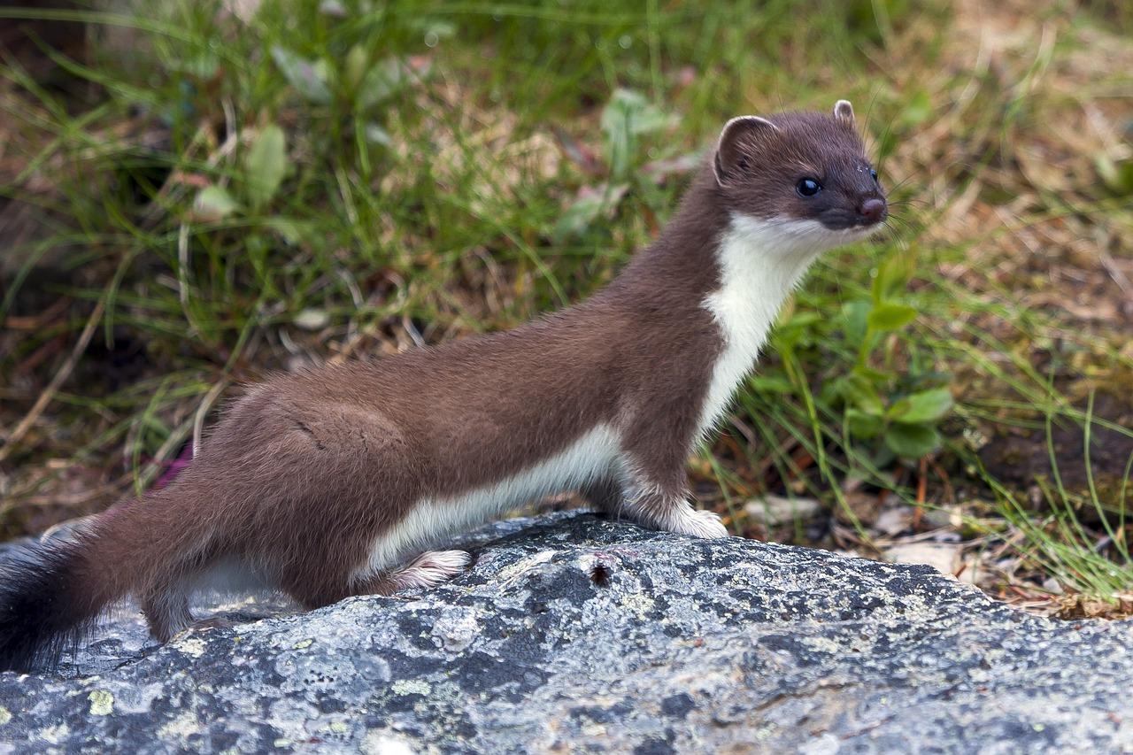 Will a weasel kill a cat? 