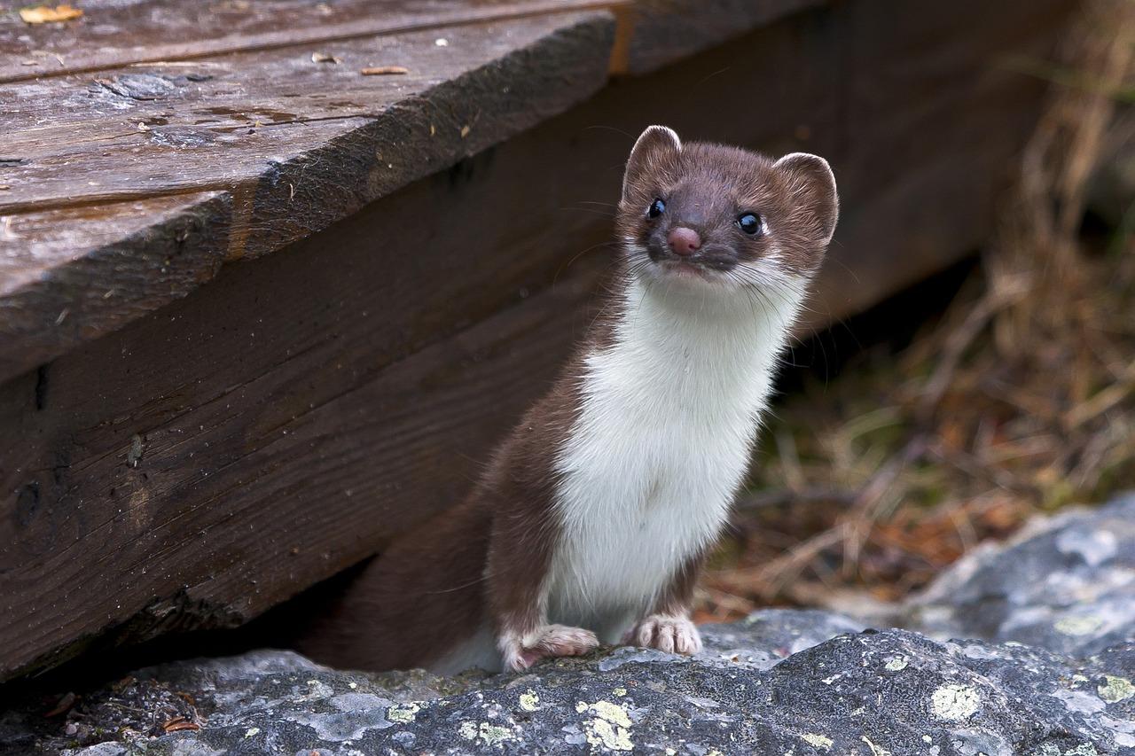 Will a weasel kill a cat? 